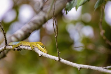 And Dağları 'nın orta kesimindeki Andean Dağları' nda bir ormanda yakalanan yaşlı bir dalda avlanan Andes Anole 'un yakın plan fotoğrafı..