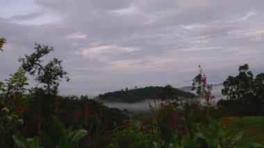 Gündoğumu sisinin hızla dağılması ve Orta Kolombiya 'nın doğu And Dağları' nın ormanlarında ve çiftliklerinde bulutların geçişi..