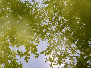Orta Kolombiya 'nın doğu And Dağları' ndaki bir tankta saklanan suyun üzerindeki alder ağaçlarının yansıması..