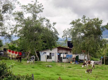 Orta Kolombiya 'nın doğu And Dağları' nda, üzerinde asılı giysiler ve kurutulmuş güneş olan beyaz bir çiftlik evinin yakınında birkaç inek ve bir buzağı otluyor..