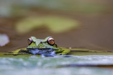 Orta Kolombiya 'nın doğu And Dağları' ndaki bir çiftlikte, su birikintisindeki benekli yeşil ağaç kurbağasının makro fotoğrafı..