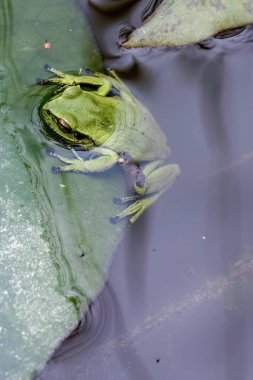 Orta Kolombiya 'nın doğu And Dağları' ndaki bir çiftlikte, nilüfer havuzunda bulunan yarım yamalak yeşil ağaç kurbağasının tepesinden makro fotoğrafçılık..