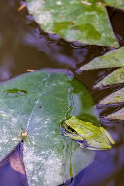 Orta Kolombiya 'nın doğu And Dağları' ndaki bir nilüfer havuzunda yaprakların üzerinde dinlenen benekli yeşil ağaç kurbağasının yakın görüntüsü..
