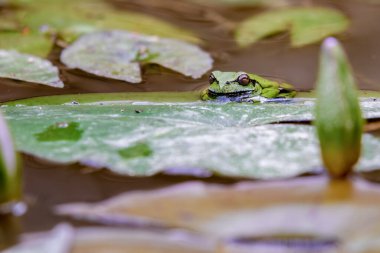 Orta Kolombiya 'nın doğu And Dağları' ndaki bir çiftlikte yaprağın, nilüfer havuzunun içinde dinlenen benekli yeşil ağaç kurbağasının yakın görüntüsü..
