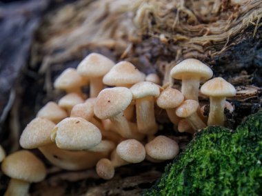 Orta Kolombiya 'nın doğu And Dağları' ndaki çürük bir ormanda büyüyen küçük bir bal mantarı kümesinin makro fotoğrafları..