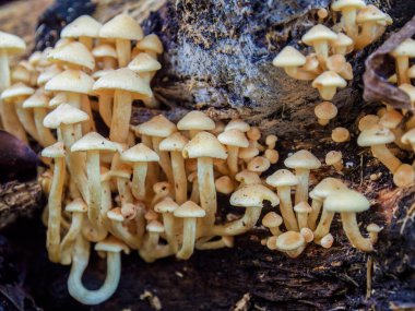 Orta Kolombiya 'nın doğu And Dağları' ndaki çürük bir ormanda büyüyen küçük bir bal mantarı kümesinin makro fotoğrafları..