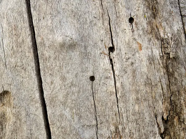 Orta Kolombiya 'nın doğu And Dağları' ndaki bir ormanda yakalanan ölü bir ağaç gövdesindeki kuşların ve parazitlerin makro fotoğrafları..