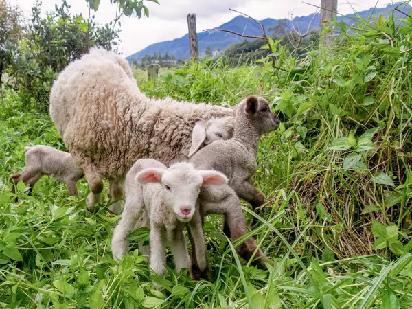 Koyun annelerinin yanında üç yeni doğmuş kuzu, Orta Kolombiya 'nın doğu Andean dağlarında bir çiftlikte otluyor..