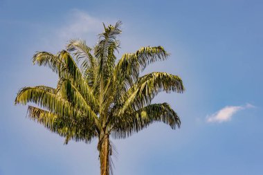 The leaves of a wax palm illuminated by the early morning sun against a clear blue sky near the colonial town of Villa de Leyva in central Colombia.