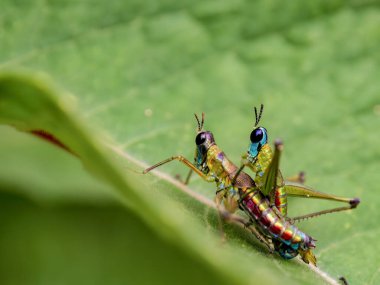 Orta Kolombiya 'nın doğu And Dağları' ndaki bir çiftlikte yaprak üzerinde çiftleşen iki maymun çekirgenin makro fotoğrafları..