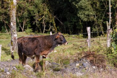 Orta Doğu Kolombiya 'daki Arcabuco kasabası yakınlarındaki kayalık bir çiftlik arazisinde çoğunlukla kahverengi bir buzağının yan görüntüsü..