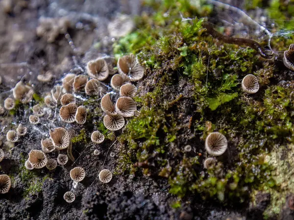 stock image Macro photography of very tiny resupinatus trichotis mushrooms growing in rotten wood. Captured at the Andean mountains of central Colombia. 