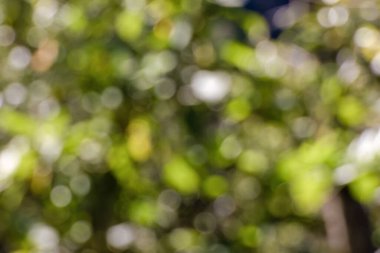 Orta Kolombiya 'nın And Dağları' nın dağlarındaki ormanların bitki örtüsünün çözünmüş fotoğrafından soyut renkli bir arkaplan..