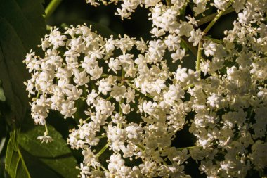 Orta Kolombiya 'nın doğu And Dağları' ndaki bir bahçede yakalanan bir grup beyaz mürver çiçeğinin makro fotoğrafları..