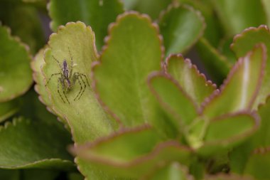 A lynx spider in the hunt, on the leaves of a succulent plant, in a garden near the colonial town of Villa de Leyva in central Colombia. clipart