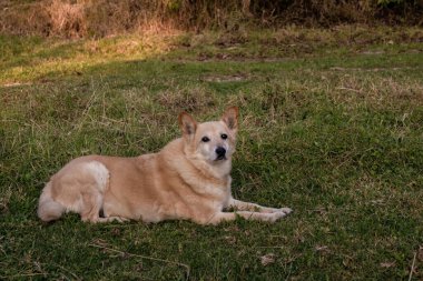 A mongrel dog rests on the grass in the afternoon, in a garden near the colonial town of Villa de Leyva in the eastern Andes range of central Colombia. clipart