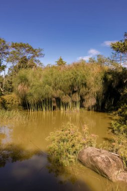 Kolombiya 'nın orta kesimindeki sömürge kasabası Villa de Leyva' nın yakınlarındaki bir bahçede, taşlı bir gölet ve papirüs ormanının manzarası..