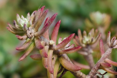 Merkez Kolombiya 'daki Villa de Leyva' nın sömürge kasabası yakınlarındaki bir bahçede ele geçirilen refleksli taşrop sulu bitkisinin makro fotoğrafçılığını üst üste yığdı..