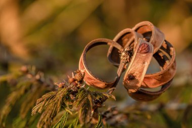 Kolombiya 'nın merkezindeki sömürge kasabası Villa de Leyva' nın yakınlarındaki bir çiftlikte gün batımının ışığıyla aydınlatılan bir güç böceği ağacının açık tohum kapsülünün makro fotoğrafları.. 