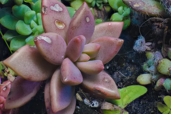 Orta Kolombiya 'daki Villa de Leyva kasabasının yakınlarındaki bir bahçede, bir sedum pachuphyllum sulu bitkisinin makro fotoğrafçılığını üst üste yığdı..