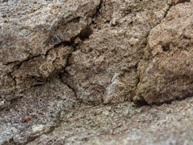 Kolombiya 'nın merkezindeki sömürge kasabası Villa de Leyva yakınlarındaki bir çiftlikte çekilen bir kayanın makro fotoğrafı..