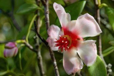 Clusia Orthoneura 'nın egzotik çiçeğinin makro fotoğrafları Orta Kolombiya' daki Villa de Leyva kolonisi yakınlarındaki bir çiftlikte çekildi.. 