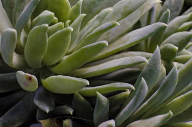 Kolombiya 'nın orta kesimindeki sömürge kasabası Villa de Leyva yakınlarındaki bir bahçedeki Echeveria runyonii sulu bitkisinin yapraklarının makrofotografı yığıldı..