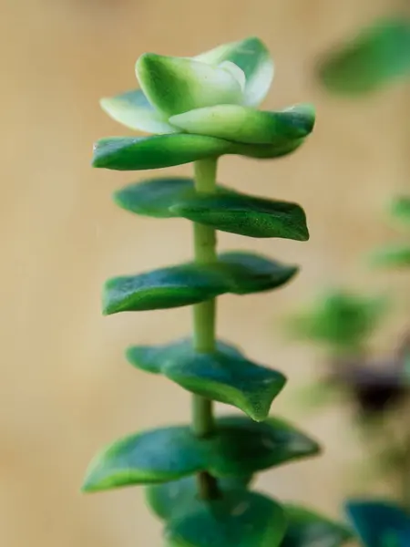 stock image Macro photography of the leaves of a crassula rupestris succulent plant, illuminated by the light of the sunrise, in a garden in central Colombia.