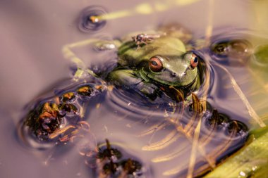 Orta Kolombiya 'nın Villa de Leyva kasabasının yakınlarındaki bir gölette, sırtında sinek olan kurumuş eğrelti otu yapraklarının üzerindeki küçük yeşil noktalı ağaç kurbağası..