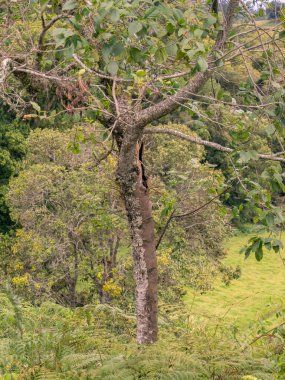 Bagajın bir tarafında liken olan yaşlı bir kızılağaç Orta Kolombiya 'nın doğu Andean dağlarında bir ormanda.