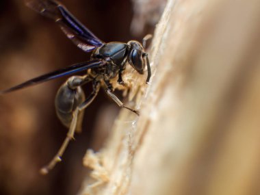 Orta Kolombiya 'nın doğu And Dağları' ndaki bir çiftlikte, bir çit direğinden ahşap hamuru toplayan siyah kağıt eşekarısının makro fotoğrafları..