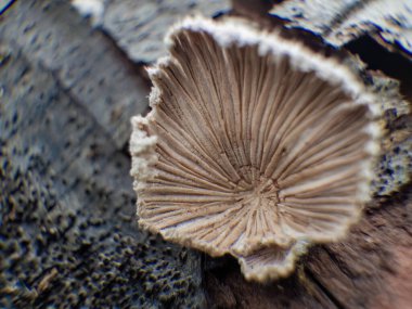 Sandıkta büyüyen bir konchomyces bursiforis mantarının makro fotoğrafı. Orta Kolombiya 'nın doğu And Dağları' nda yakalandı.. 