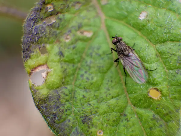 Orta Kolombiya 'nın doğu Andean dağlarında, Arcabuco kasabası yakınlarında yeşil bir yaprağın üzerinde oturan bir sineğin makro fotoğrafı..