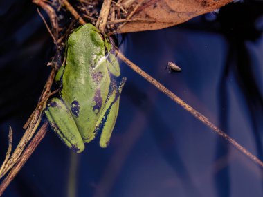 Top view close-up view of a green dotted treefrog in a pond, resting on grass straws, in a farm in the eastern Andean mountains of Colombia.  clipart