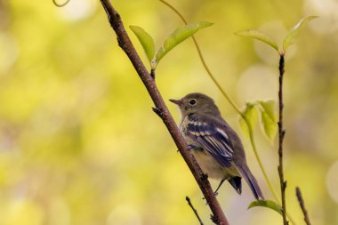 A mountain elaenia looking for flies perched on a twig, early in the morning, in a forest in the eastern Andean mountains of central Colombia. clipart