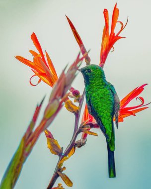 Orta Kolombiya 'nın doğu And Dağları' ndaki bir ormanda, kızılderili iğnesi bitkisinin çiçeklerinden beslenen yeşil kuyruklu tren taşıyıcısı bir dişi..