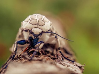 Orta Kolombiya 'nın doğu And Dağları' ndaki bir ev çiftliğinde ele geçirilen sopa üzerindeki egzotik bir leopar güvesinin önünde makro fotoğrafçılık.. 