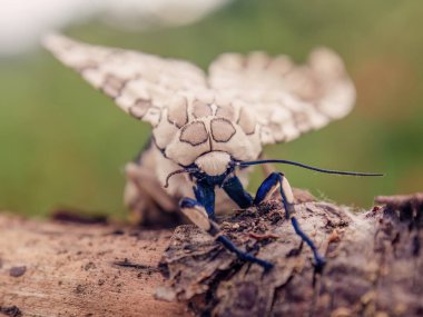 Orta Kolombiya 'nın doğu And Dağları' ndaki bir ev çiftliğinde ele geçirilen sopa üzerindeki egzotik bir leopar güvesinin önünde makro fotoğrafçılık.. 