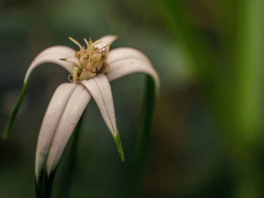 Kolombiya 'nın orta kesimindeki sömürge kasabası Villa de Leyva yakınlarındaki bir tarlada yakalanan egzotik beyaz gagalı çiçeğin makro fotoğrafı..