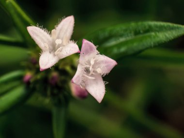 Extreme macro photography of two tiny white false buttonweed flowers, captured in a forest near the colonial town of Villa de Leyva, in central Colombia. clipart