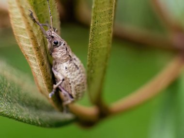 Extreme macro photography of a light brown weevil, captured early in the morning in a garden in the eastern Andean mountains of central Colombia. clipart