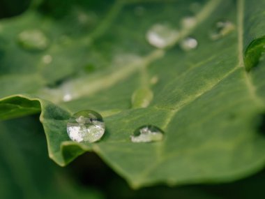 Orta Kolombiya 'nın doğu And Dağları' ndaki bir bahçede sabahın erken saatlerinde yakalanan bir lahana yaprağına düşen yağmur damlalarının aşırı makro fotoğrafı..