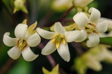 Orta Kolombiya 'nın doğu And Dağları' ndaki Villa de Leyva kasabası yakınlarındaki bir ormanda yakalanan üç Avustralya çesewood çiçeğinin makro fotoğrafları..