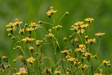 View of a common groundsel plant in bloom, in a farm in the eastern Andean mountains of central Colombia, near the town of Villa de Leyva. clipart