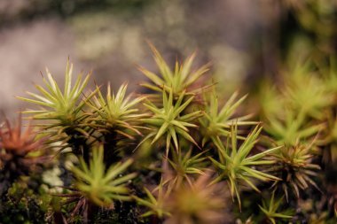 Orta Kolombiya 'nın doğu And Dağları' ndaki Villa de Leyva kasabası yakınlarındaki bir ormanda yakalanan yaygın saç kepi yosunlarının makro fotoğrafları..