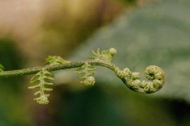 Macro photography of an unfolding fern frond, in a forest in the eastern Andean mountains of central Colombia, near the town of Villa de Leyva. clipart