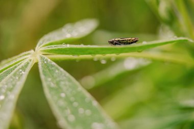 Macro photography of a tiny leafhopper on a wet lupine leaf, captured in a garden in the eastern Andean mountains of central Colombia, near the town of Villa de Leyva. clipart