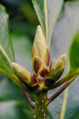 Kolombiya 'nın orta kesimindeki And Dağları' nın doğusunda Villa de Leyva kasabası yakınlarındaki bir ormanda egzotik bir oreopanax filizinin makro fotoğrafları..