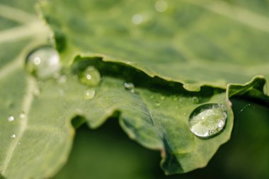 Kolombiya 'nın orta kesimindeki And Dağları' nın doğusundaki Villa de Leyva kasabası yakınlarındaki bir çiftlikte yaprakların üzerindeki yağmur damlalarının makro fotoğrafları..