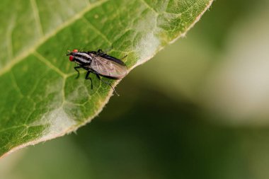 Orta Kolombiya 'nın doğu And Dağları' ndaki Villa de Leyva kasabası yakınlarındaki bir ormanda yaprağın üzerindeki çizgili sineğin makro fotoğrafı..
